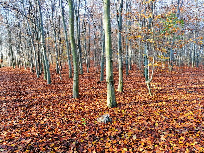 Herbstwald by Peter Norden