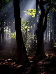 Les harpes du soleil dans la forêt de Speulder