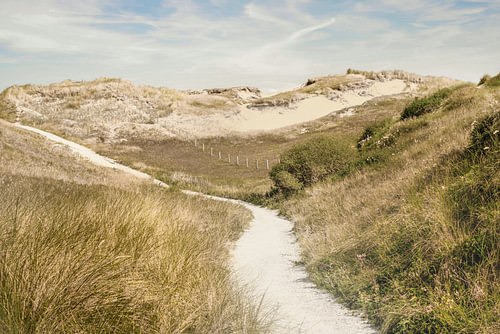 Dune landscape by the North Sea.
