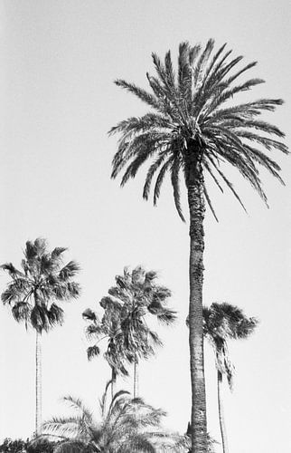 Palmiers en noir et blanc