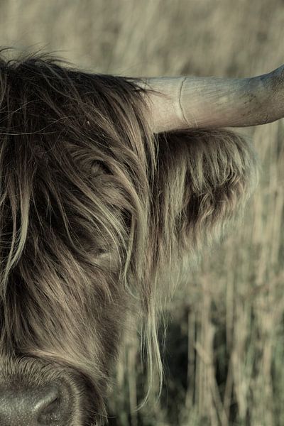 Hooglander by Neomie Timmer