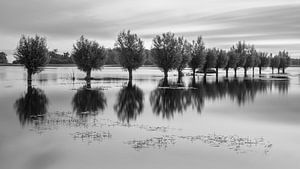 Saules têtards dans l'eau près de Zuidlaren dans la réserve naturelle Noordma dans la province de Drenthe.