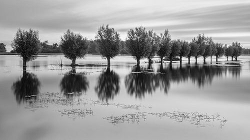 Knotwilgen in het water nabij Zuidlaren in het natuurgebied Noordma in de provincie Drenthe