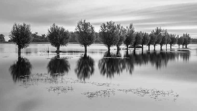 Pollard willows in the water near Zuidlaren in the Noordma nature reserve in the province of Drenthe by Marga Vroom