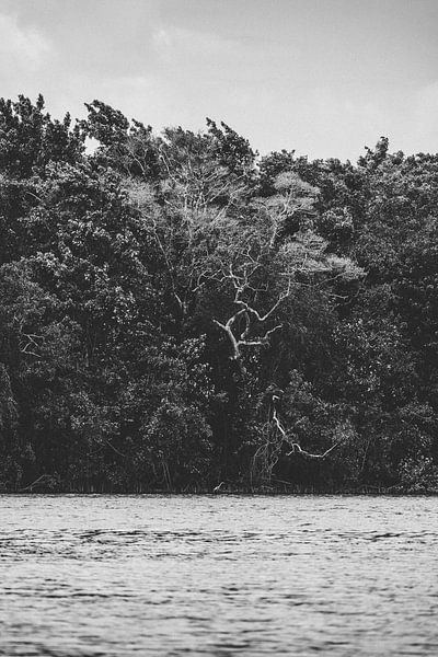 Sustainable Encounters: Eco Crocodile Tour by Ken Tempelers
