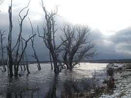 Natuur van Fotonatuurlijk