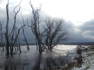 Natuur van Fotonatuurlijk