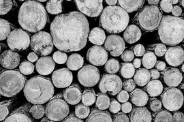 Rold Skov (Danemark)