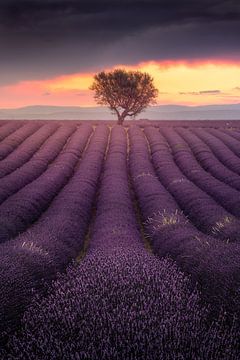 Lavender field in Provence at sunset by Frans van der Boom