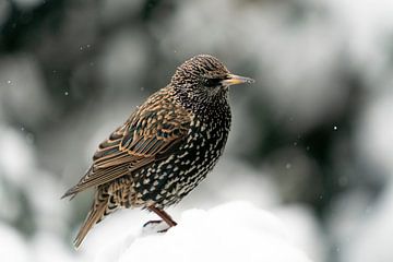 Starling in the snow in color by Brigitte Jansen