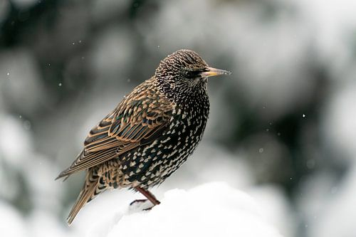 Spreeuw in de sneeuw