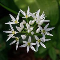 Le blaireau en fleur