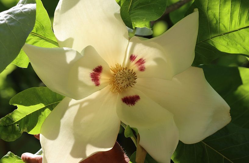 Grootbladige magnolia van Matthias Brix