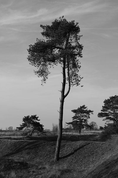 The Lonely Heights by Patrick Teeling