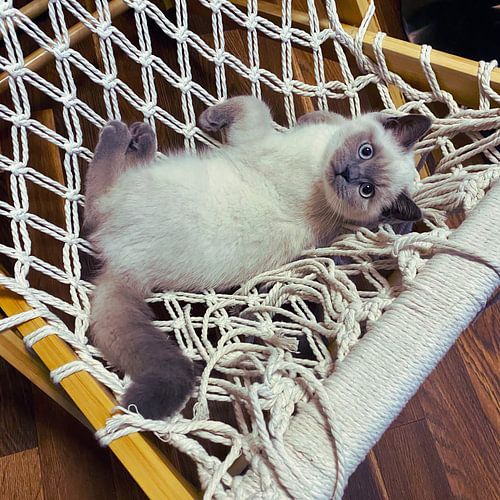 Peppino, notre nouveau venu en mars 2025