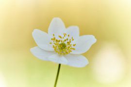 Holzanemone von Ad Jekel