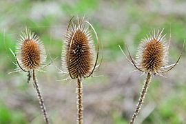 Proud, wild teasels in the autumn light 