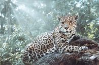 Jaguar in jungle van Fotojeanique . thumbnail