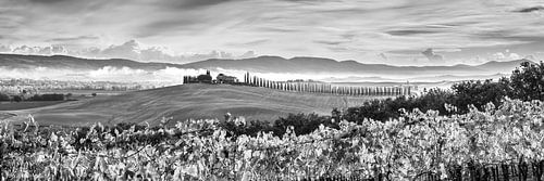 Toscaans landschap met wijngaard in zwart-wit