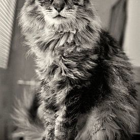 Een kat genaamd Athos van Martine Affre Eisenlohr