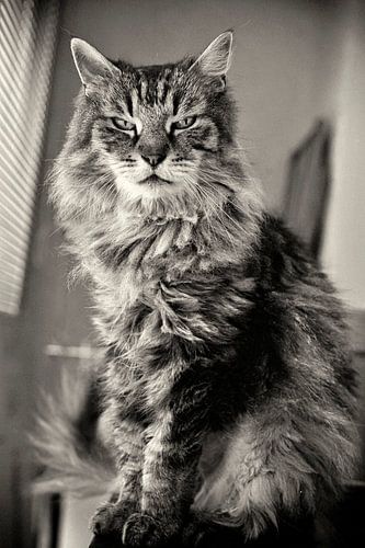 Een kat genaamd Athos van Martine Affre Eisenlohr