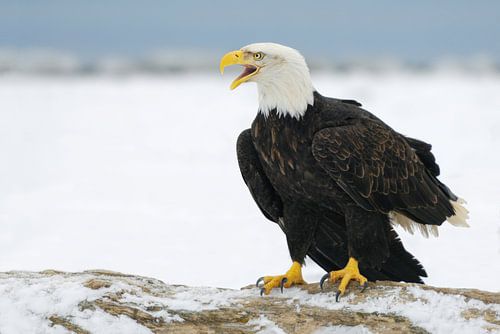 Amerikaanse Zeearend II