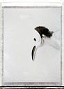 No Title by Smarts Fotografie thumbnail