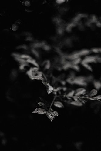 rain on the leaves, lowkey