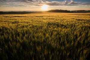 Champ de céréales avec coucher de soleil sur Jarno van Bussel