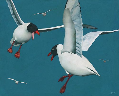 Twee zwarte meeuwen vechten in hun natuurlijke omgeving!