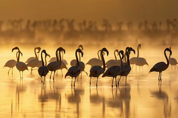 Flamingos at sunrise van Christian Müringer