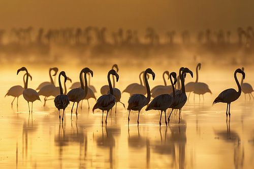 Flamingos zum Sonnenaufgang