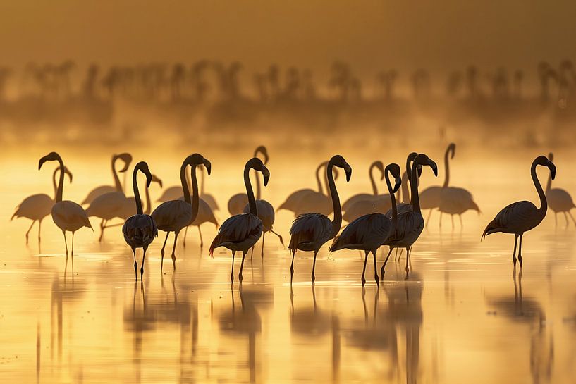 Flamingos zum Sonnenaufgang van Christian Müringer