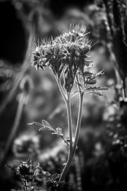 Monochrome Phacelia-Blüte im Gegenlicht von Imladris Images