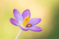 Ladybird in spring