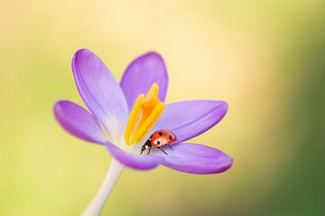 Lieveheersbeestje in de lente van Andrea Hofstra