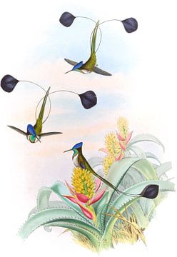 Wonderbaarlijk zoemende vogel, John Gould van Hummingbirds