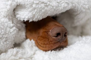 hondenneus in deken van Slim Shadow