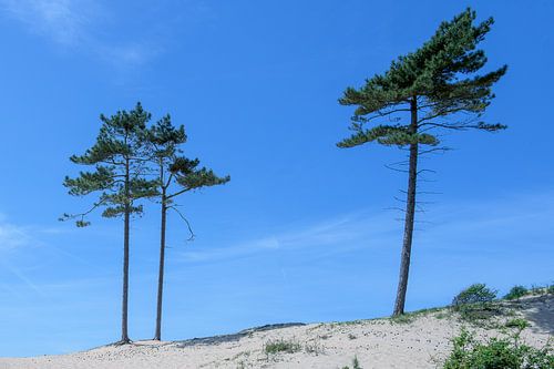 Corsicaanse dennen