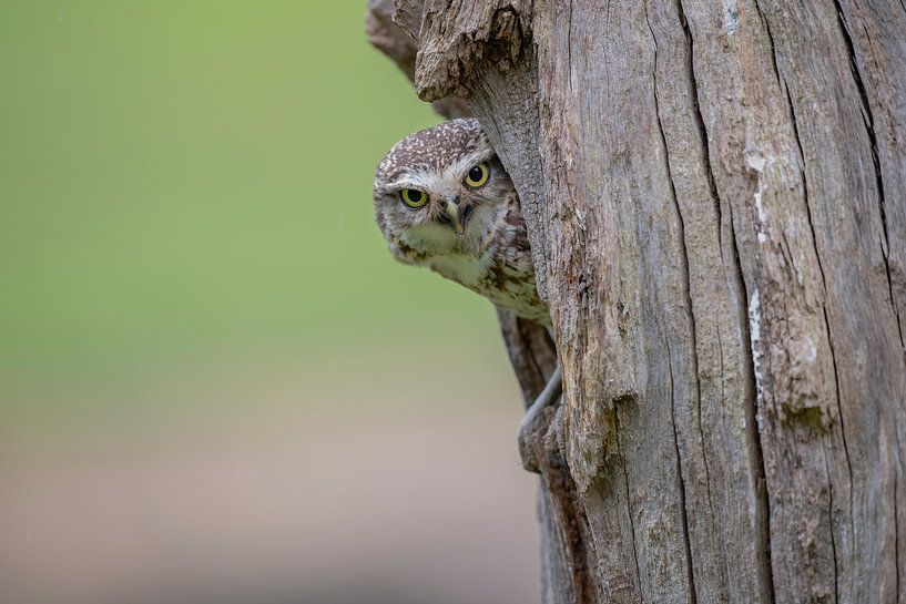 Kiekeboe by Larissa Rand