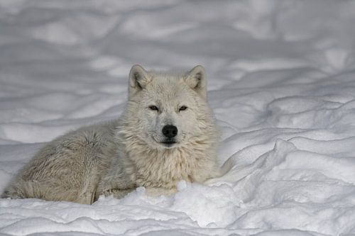 Loup Arctique au Repos