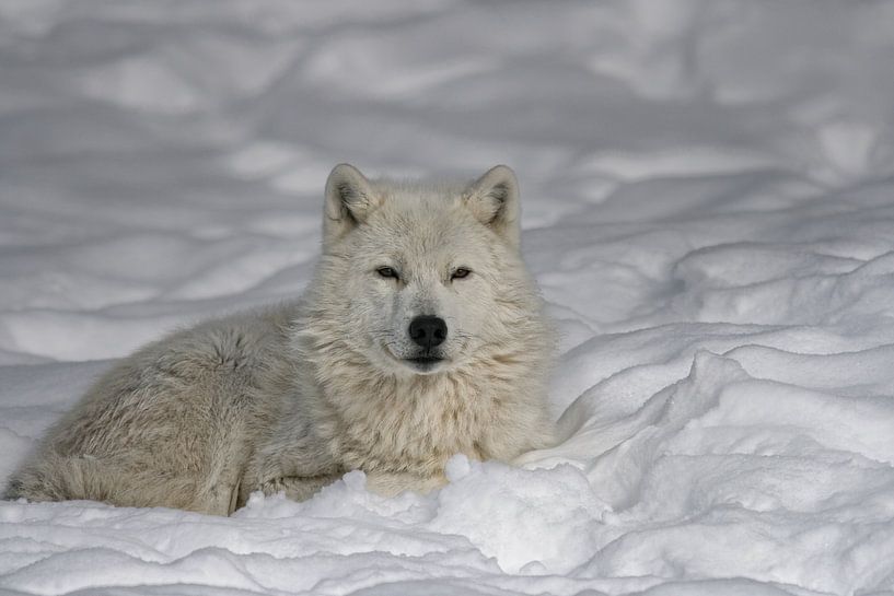 Loup Arctique au Repos von Renald Bourque