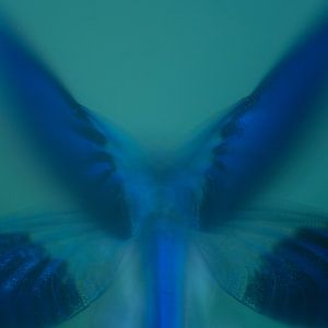 Ailes bleues Prairie Demoiselle Abstrait