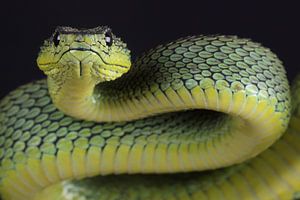 Vipère arboricole de Nitsche (Atheris nitschei)