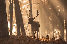 a morning stroll by Mark Zanderink