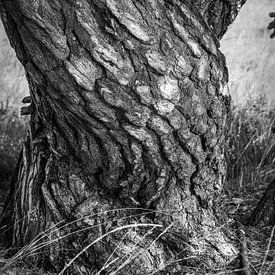 Baumrinde - Rinde mit Zeichnung in Schwarz und Weiß von Mart Houtman