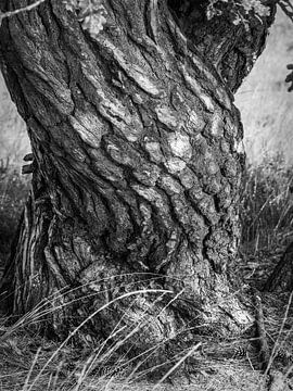 Tree bark - Bark with drawing in black and white