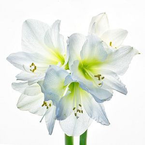 Amaryllis wit, 5 bloemig van Klaartje Majoor