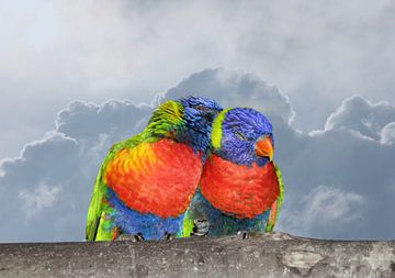 Two loving lori parakeets