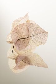 Feuilles fragiles et fines sur une surface miroitante sur Marjolijn van den Berg